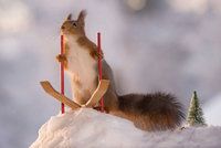 Roztomilé veverky skáčou na lyžích, střílejí z luku a pijí kafe! 