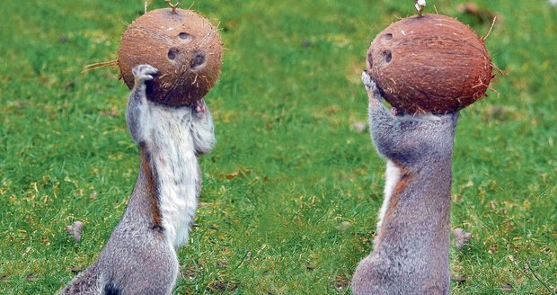 Mlsné veverky neodolaly, vrhly se do kokosů. Určitě je tam něco dobrého k snědku. jako "kosmonautky" byly k popukání.
