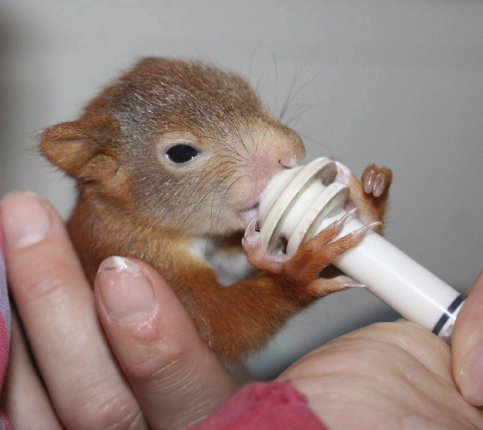 Veverky smí pít jen speciální psí mlíčko, které se v sušeném stavu dováží z Anglie. (ilustrační foto)