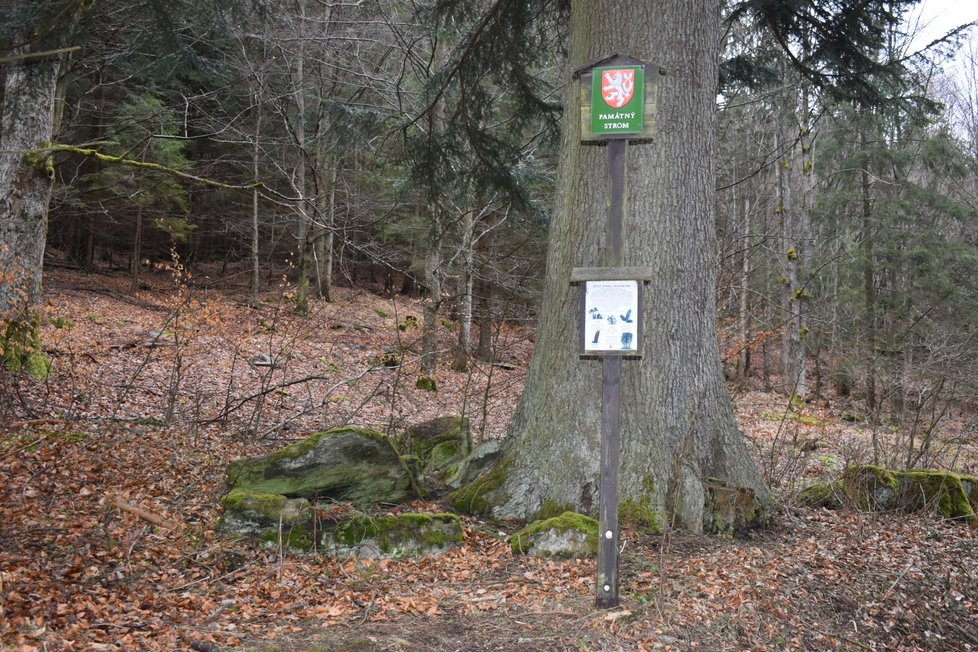 Památným stromem vyhlásili Vévodkyni z CHKO Jeseníky v roce 2001.