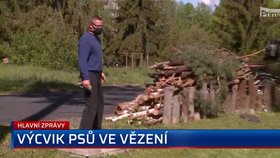 Vězeň Jaroslav Hluchý se podílí na cvičení psů ve věznici. Před rokem zachránil život svému kolegovi.