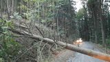 Vlaky mezi Prahou a Brnem stojí: Vichr shodil na trať strom! Dopravu zajišťují autobusy