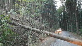 Silný vítr připravil ve středu nad ránem po pádu stromů na elektrická vedení na jižní Moravě o dodávky proudu 2500 domácností.