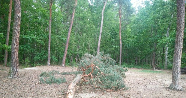 Vichřice na Plzeňsku lámala stromy.