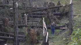 Vichřice poničila státním Lesům ČR asi milion kubíků dřeva.