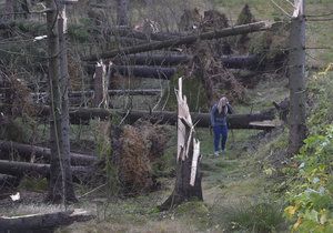 Vichřice poničila státním Lesům ČR asi milion kubíků dřeva.