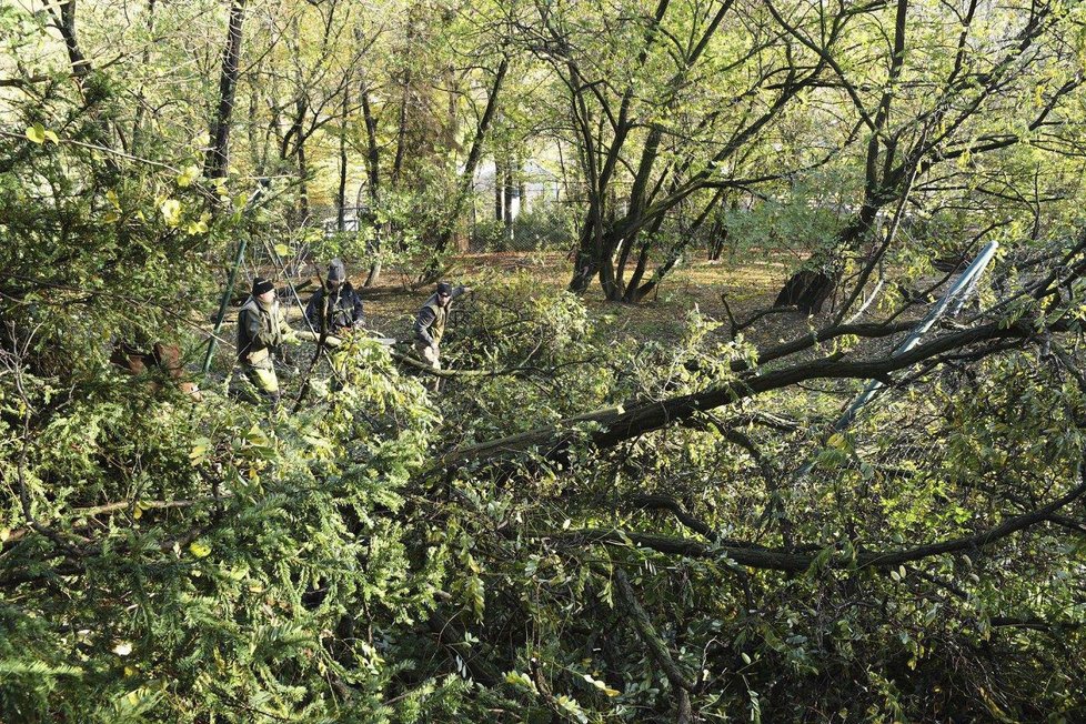 Vichřice Herwart řádila i v pražské zoologické zahradě.