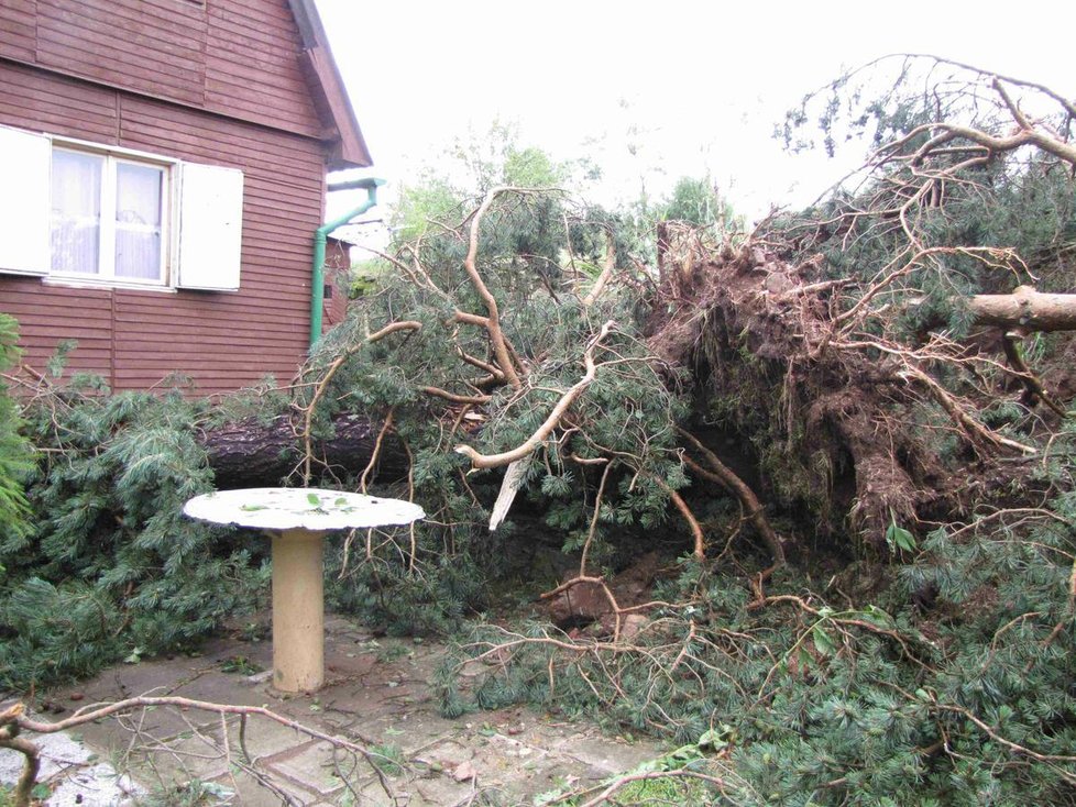 Síla větru – nebo dokonce tornáda – musela být obrovská. Mnoho stromů bylo vyvráceno i s kořeny.
