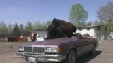 Američan naučil bizona jezdit v kabrioletu