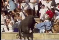 Panika na koridě: Zuřivý býk přeskočil hrazení a zranil diváky