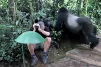 Gorila k potomkovi: Neboj se, to je jen člověk