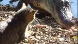 Můj oběd! Odvážná kočka dá pěstí hladovému krokodýlovi