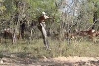 Kdo si počká, ten se dočká: Unikátní záběry lovu leoparda