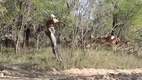 Leopard vyskočí s antilopou do vzduchu