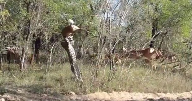 Leopard vyskočí s antilopou do vzduchu