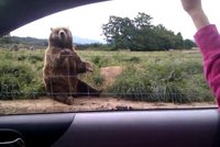 Papa méďo! Medvěd zamává osazenstvu v autě