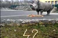 Nejstarší nosorožec v Česku: Zamba oslavila 42. narozeniny