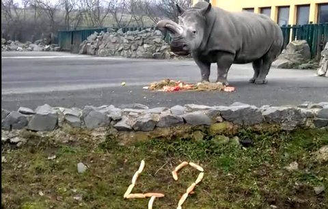 Nejstarší nosorožec v Česku: Zamba oslavila 42. narozeniny