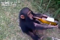 Opička alkoholik: Zkuste jí sebrat její láhev piva!