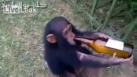 Šimpanzí mládě miluje pivo