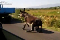 Nechutná krutost! Černohorec táhl osla za náklaďákem