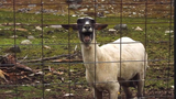 Boží hit internetu: Ovce křičí jako člověk!