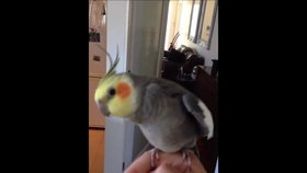 Papoušek umí zpívat dubstep