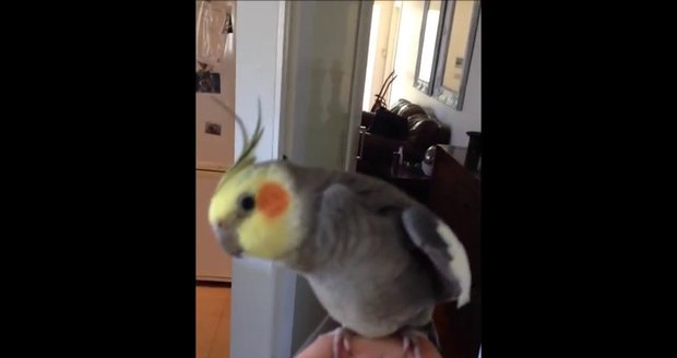 Papoušek umí zpívat dubstep