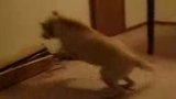 Video: Pes se probudí a rozeběhne proti zdi