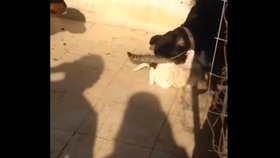 Muž z Dubaje poslal své dva psy na živou kočku, aby ji sežrali.