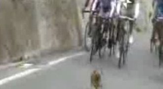 VIDEO: K noze! Pes se připletl mezi hvězdy v pelotonu