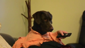 Vtipné video psa s lidskýma rukama
