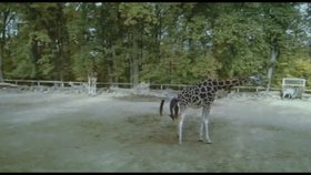 Žirafa porodila rovnou ve výběhu před lidmi