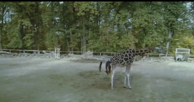 To se jen tak nevidí! Porod žirafy sledovali návštěvnící zoo na vlastní oči