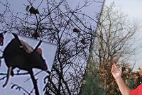 Scéna jako z hororu: Hlodavci seděli na stromě jako ptáci