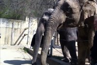 Sloni z pražské zoo se stěhují do luxusního nového domova