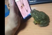 Proč nejdou sníst? Hladová žába jde po hmyzu na dotykové obrazovce
