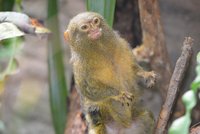ZOO Ohrada: Nejměnší opičky světa vám zde vlezou do kapsy