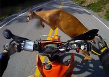 Video: Srážka motorkáře se srnou 