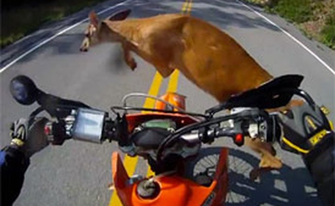 Video: Srážka motorkáře se srnou