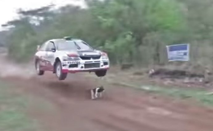 Nejšťastnější pes na světě? Takto unikl smrti během závodu rallye! (video)