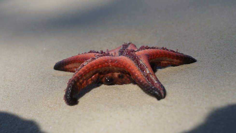 Červené mořské hvězdice jsou fascinující tvorové. Hvězdicová pláž je jich plná.