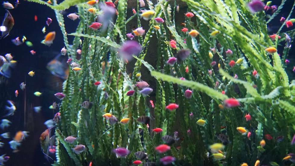 Expozice v mořském akváriu je plná barevných rybek.