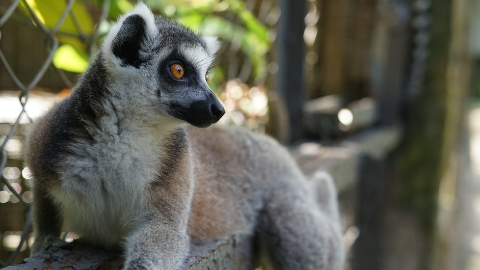 Lemur v kontaktní části zoo.