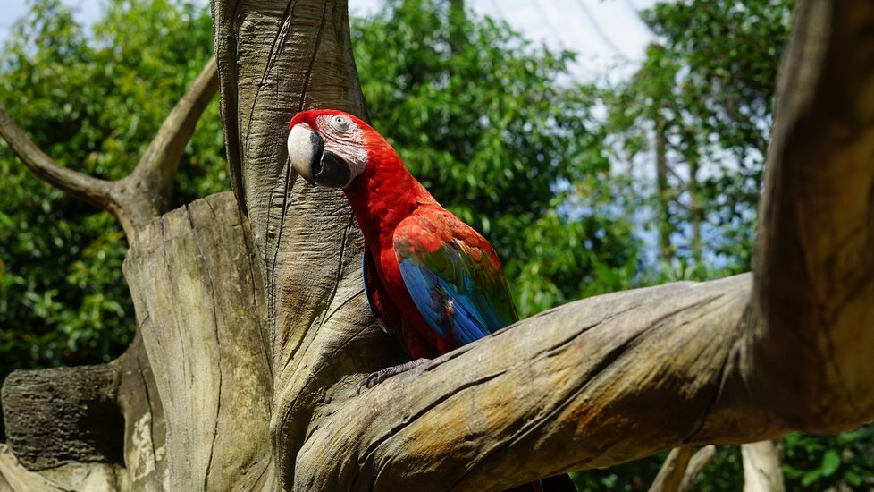 Papoušek v kontaktní části zoo.