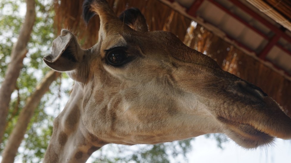 Žiraf se na safari můžete i dotýkat.