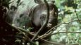 Nosorožec jávský je druhý nejmenší zástupce nosorožců. V Cat Tien žije devět kusů.