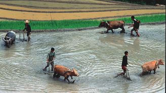 Tanec vodních buvolů v rýžových polích aneb Za horaly na sever Vietnamu