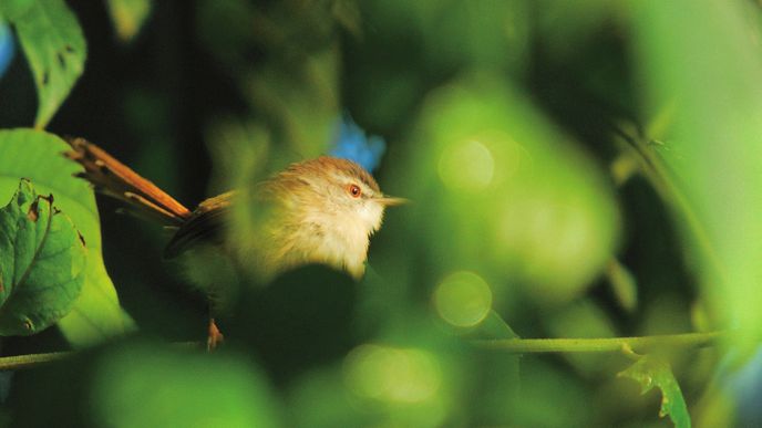 Birdwatching je prostě dřina