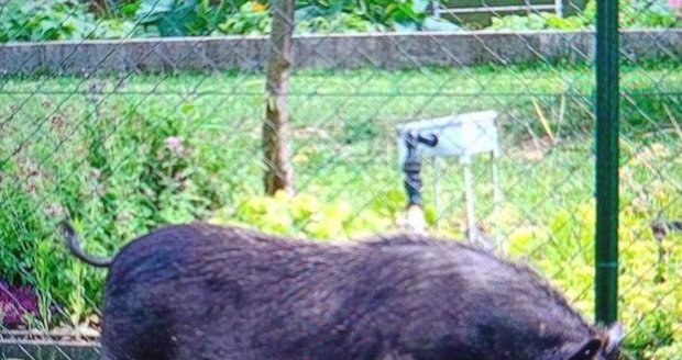 Z divočáků se vyklubala vietnamská prasata ze sousedství.